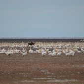  Lake Manyara, TZ